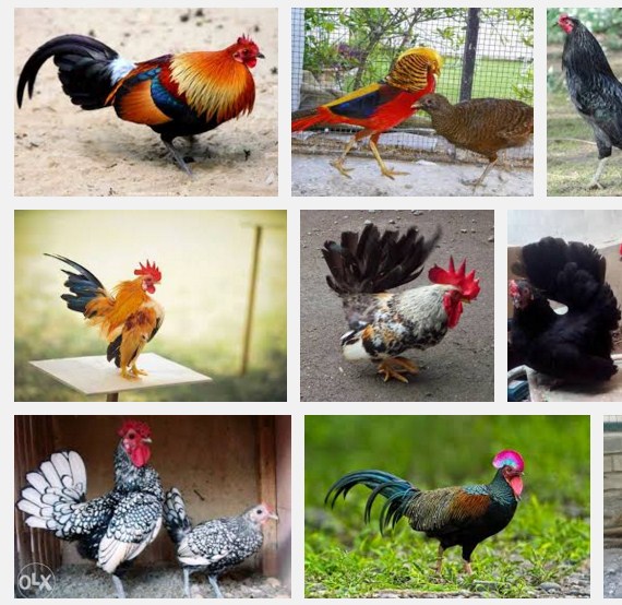 TIPS MEMELIHARA AYAM HIAS TIPS MEMELIHARA AYAM HIAS